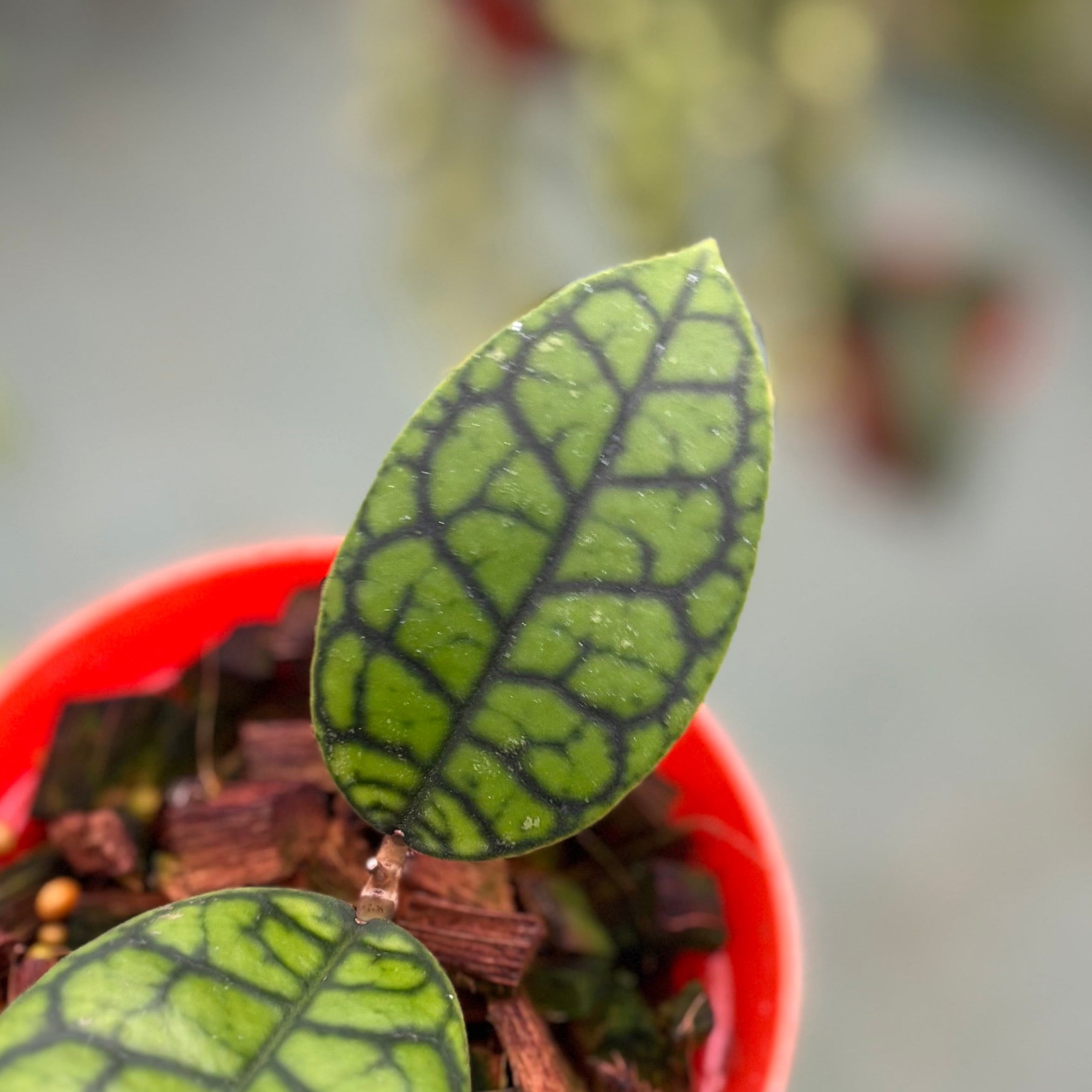 Hoya callistophylla black octopus