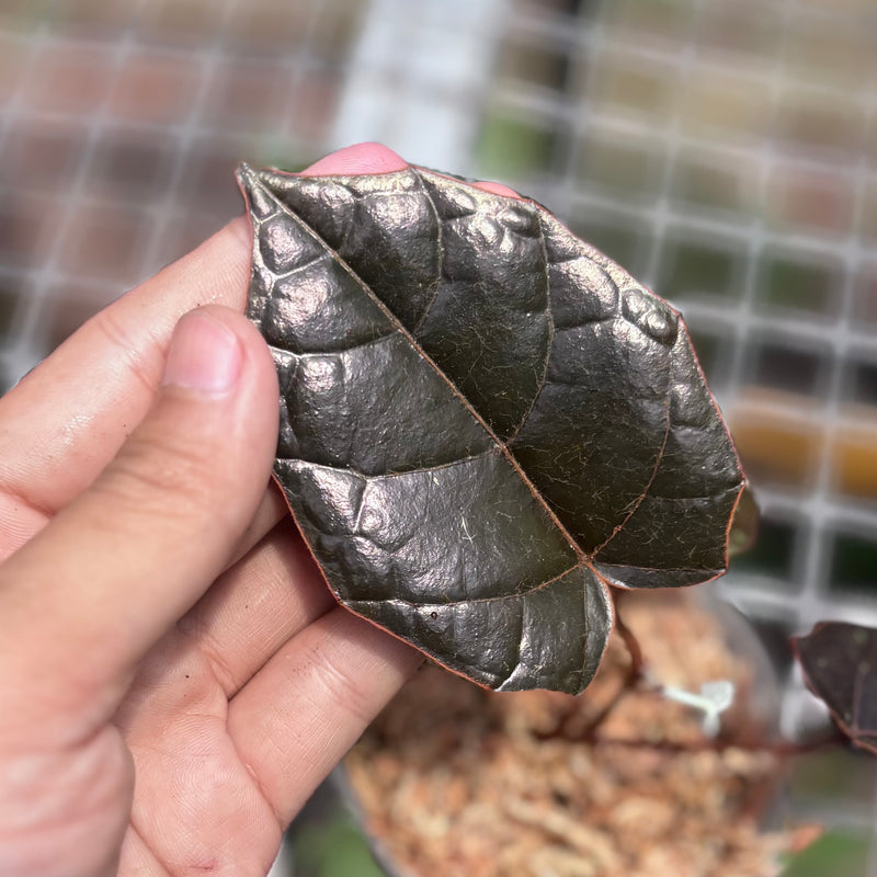 Pterisanthes Sp West Borneo (Piper batman)