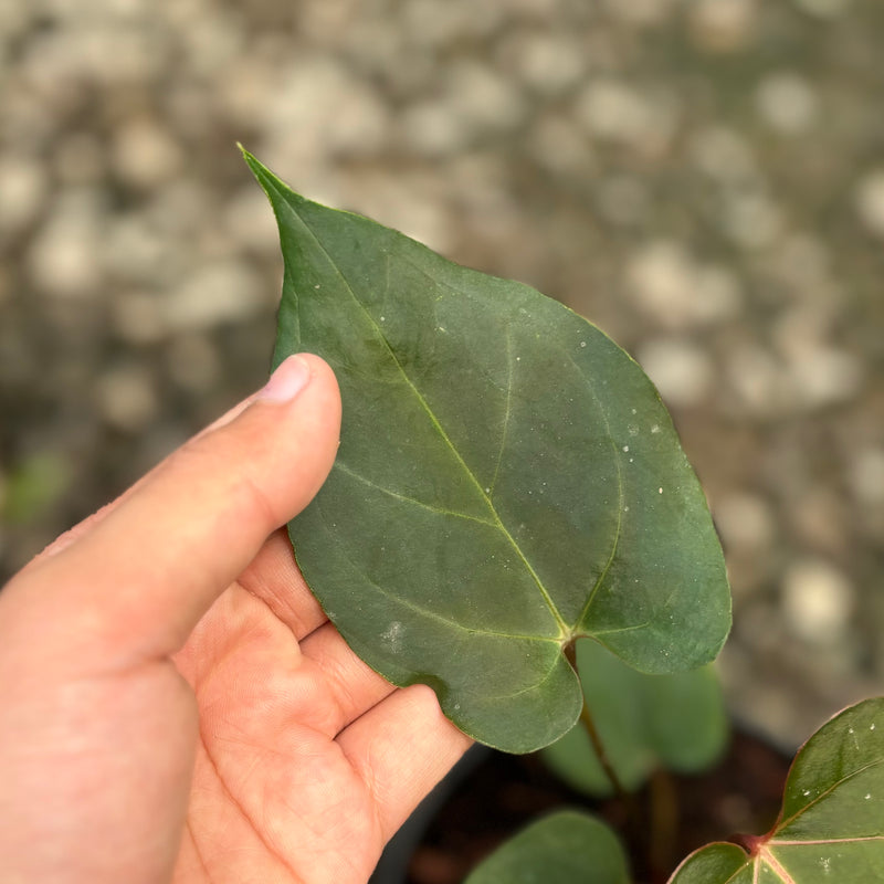 Anthurium blue hamizan