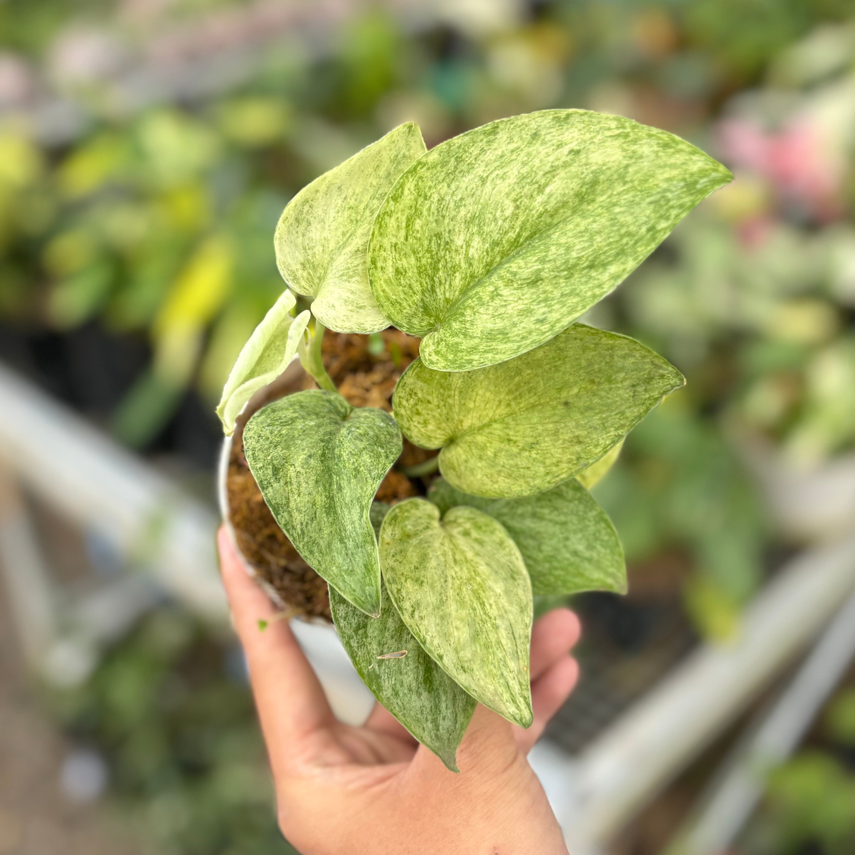 Scindapsus jadesatin cream blue variegated
