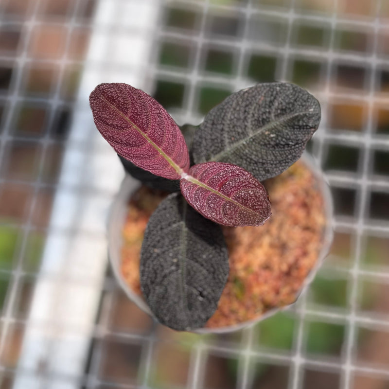 Cosmianthemum black Sp West Borneo