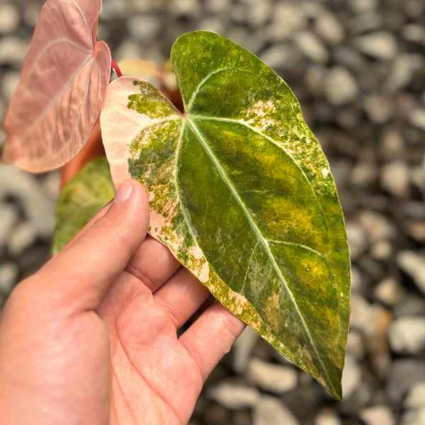 Anthurium papilillaminum pink variegated