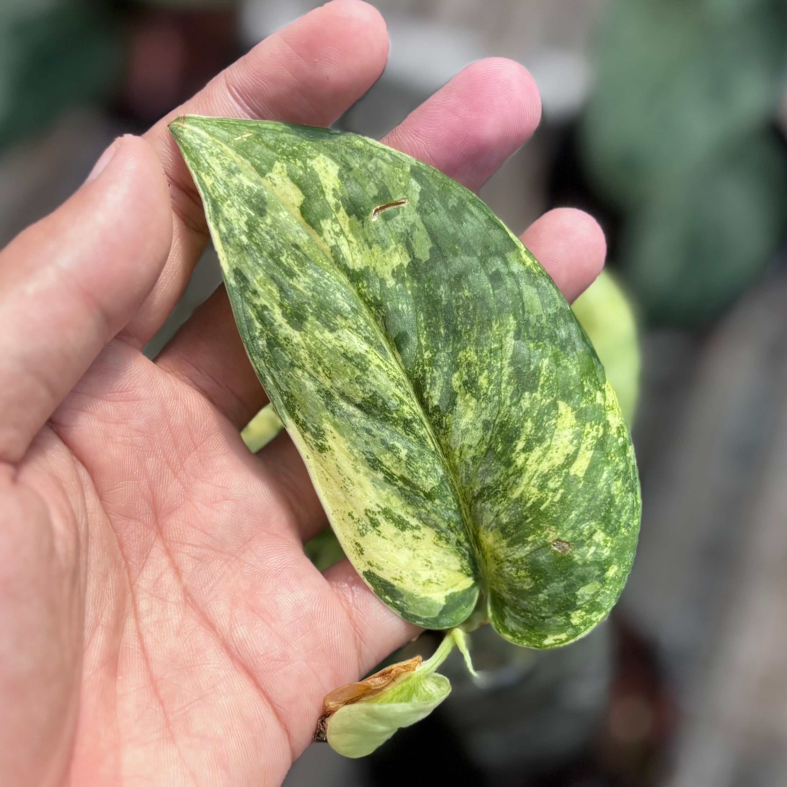 Scindapsus silver cloud - vining