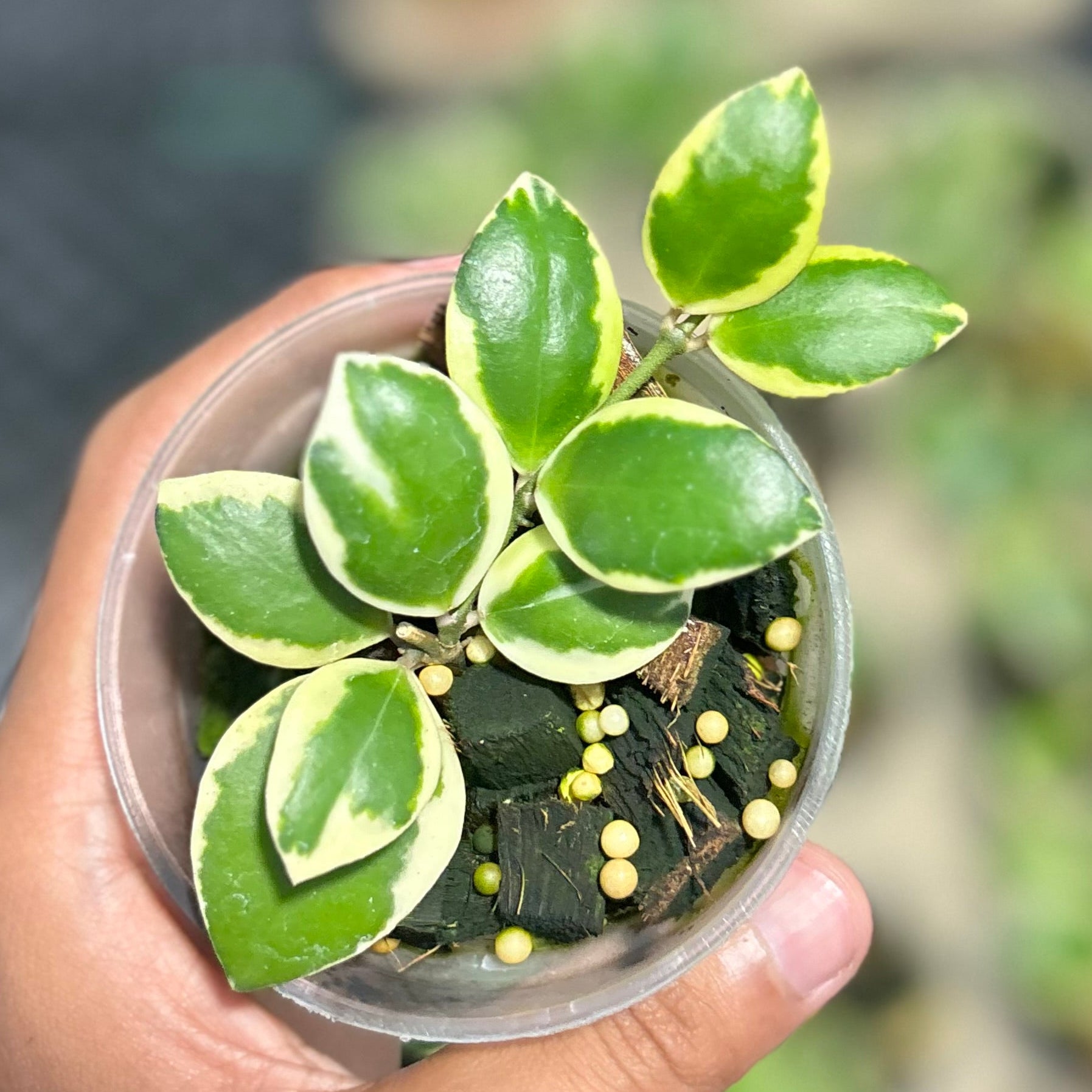 Hoya incurvula ‘palta’