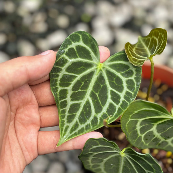 Anthurium king clarinervium x queen clarinervium