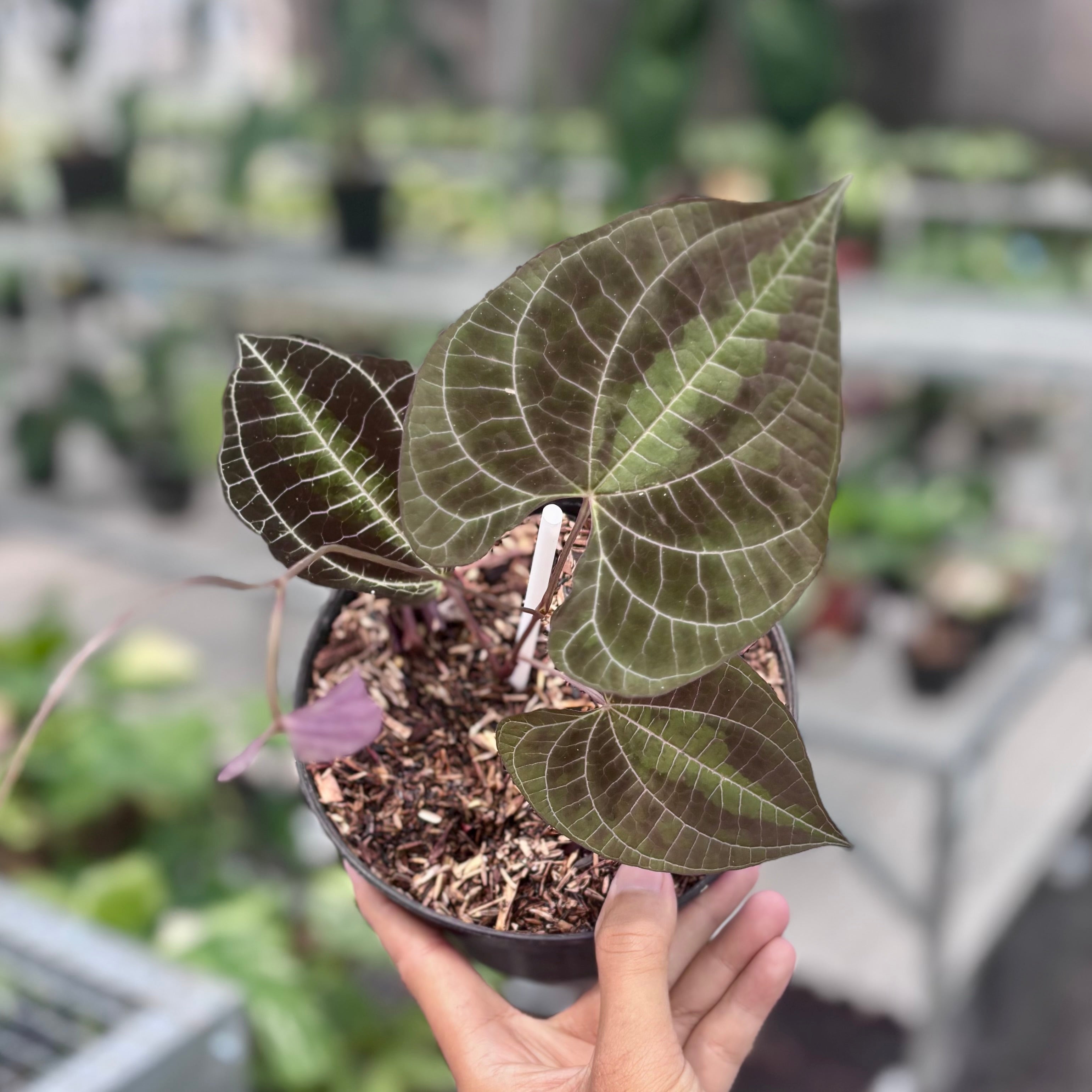 Dioscorea discolor