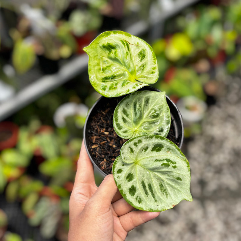 Anthurium king of spades x silver blush