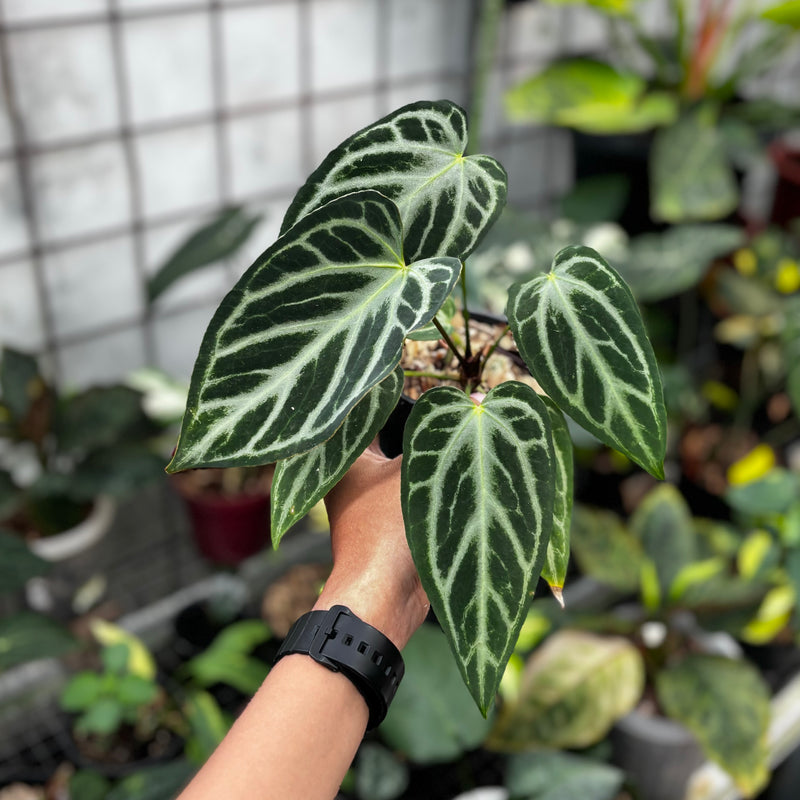 Anthurium silver butterfly