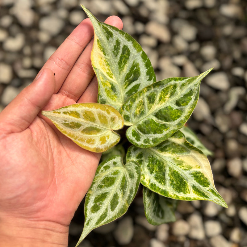 Anthurium crystallinum red space