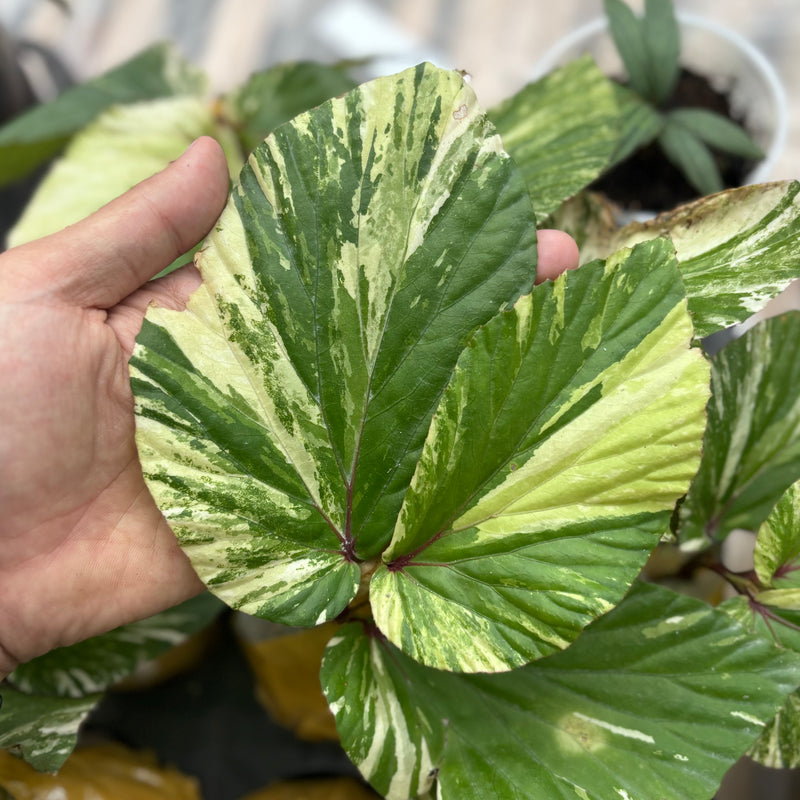 Begonia aurea variegated Sp Borneo