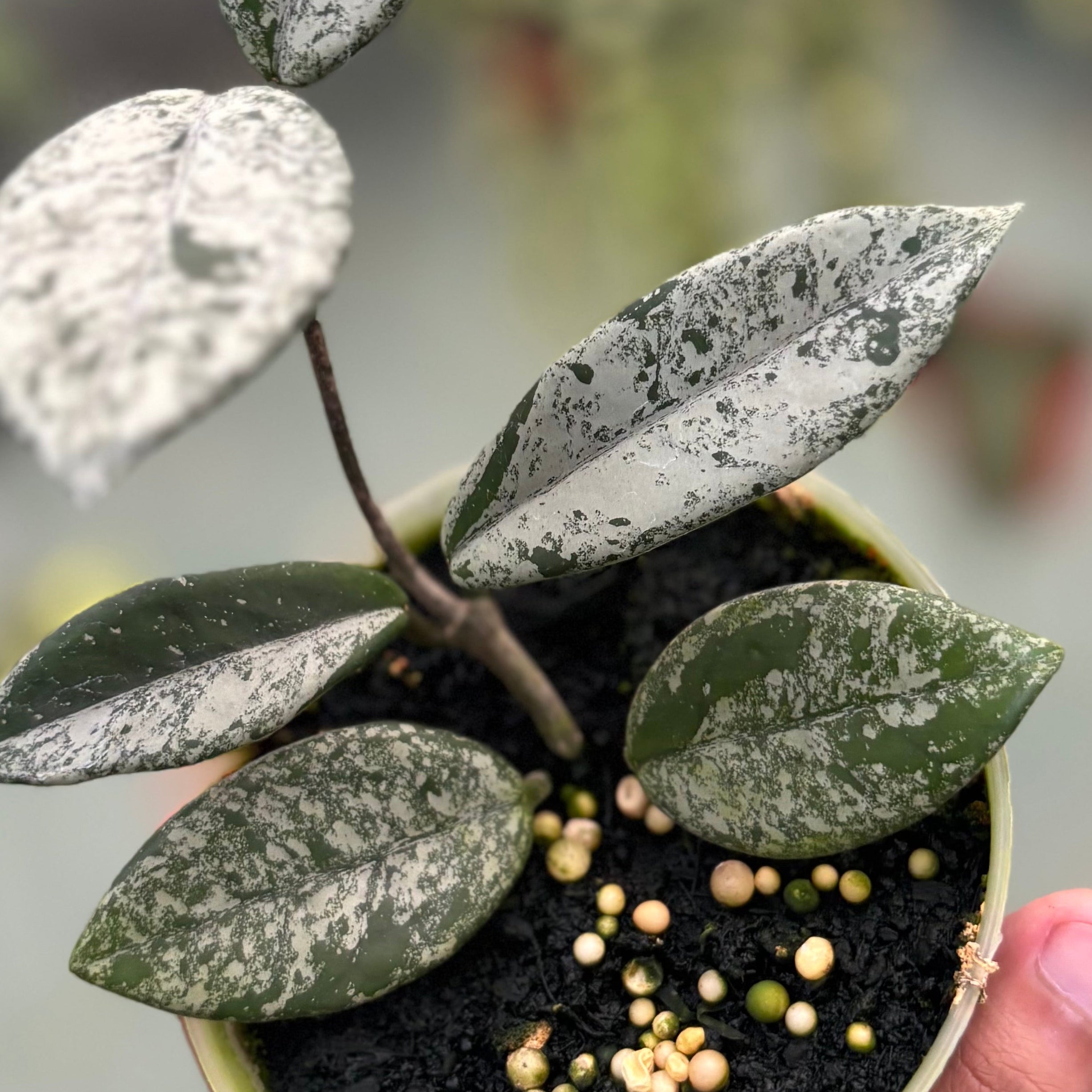 Hoya carnosa ‘stardust’