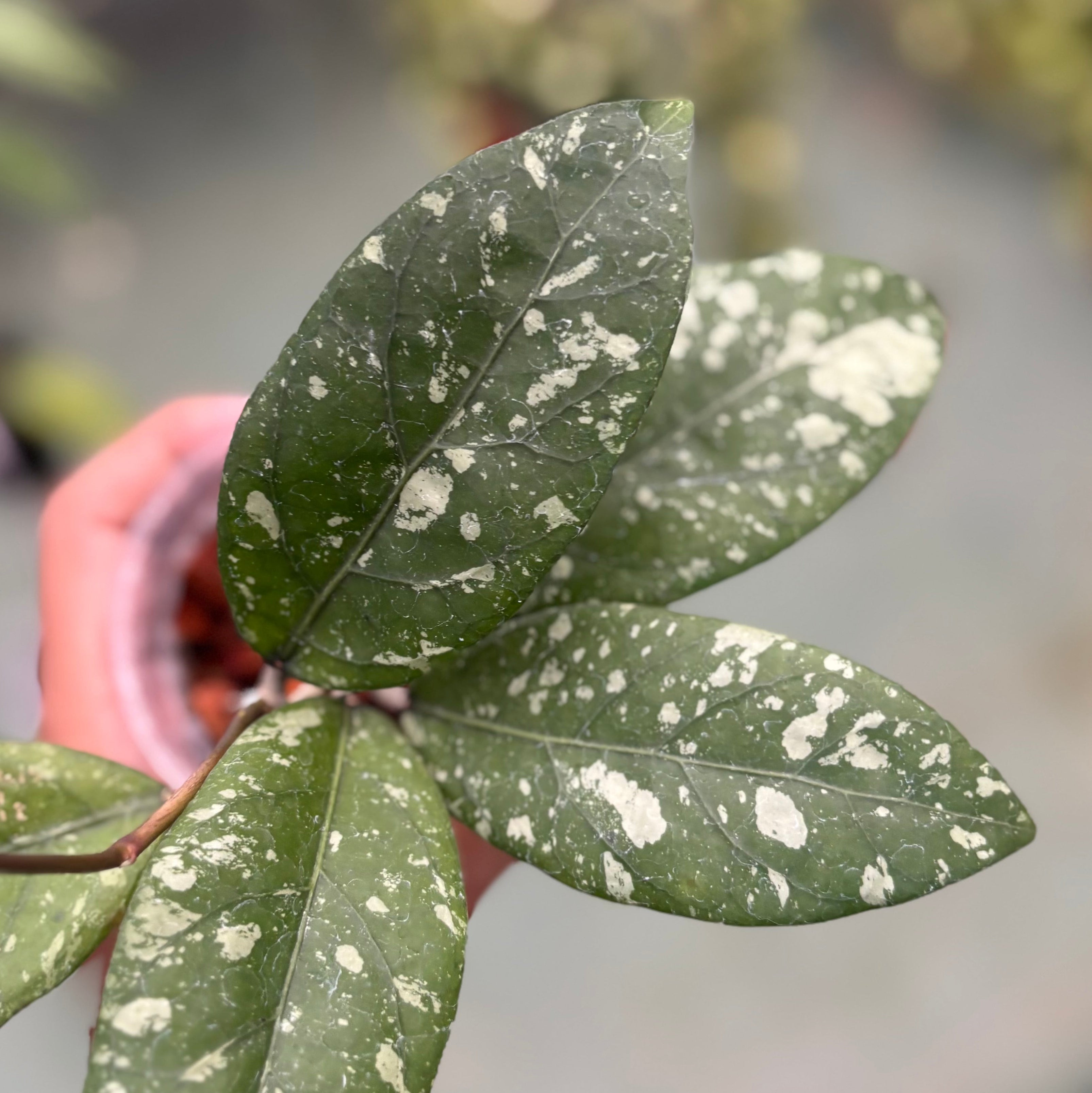 Hoya sp aceh gunung kapi