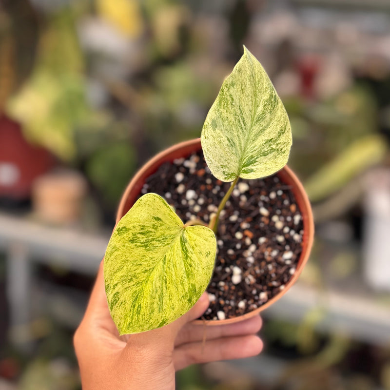 Homalomena pendula variegated