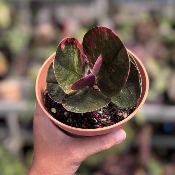 Labisia black love pink variegated