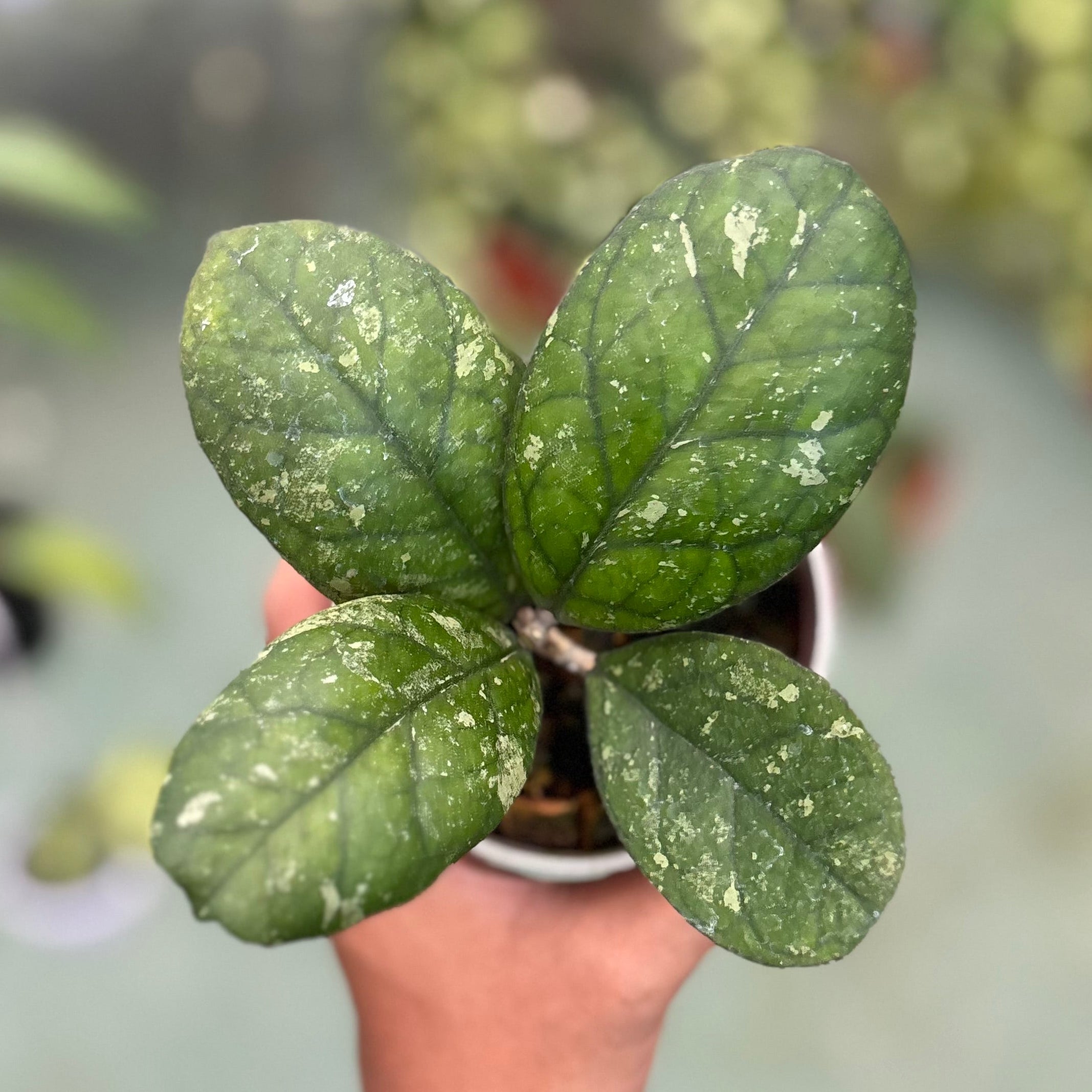 Hoya larisa