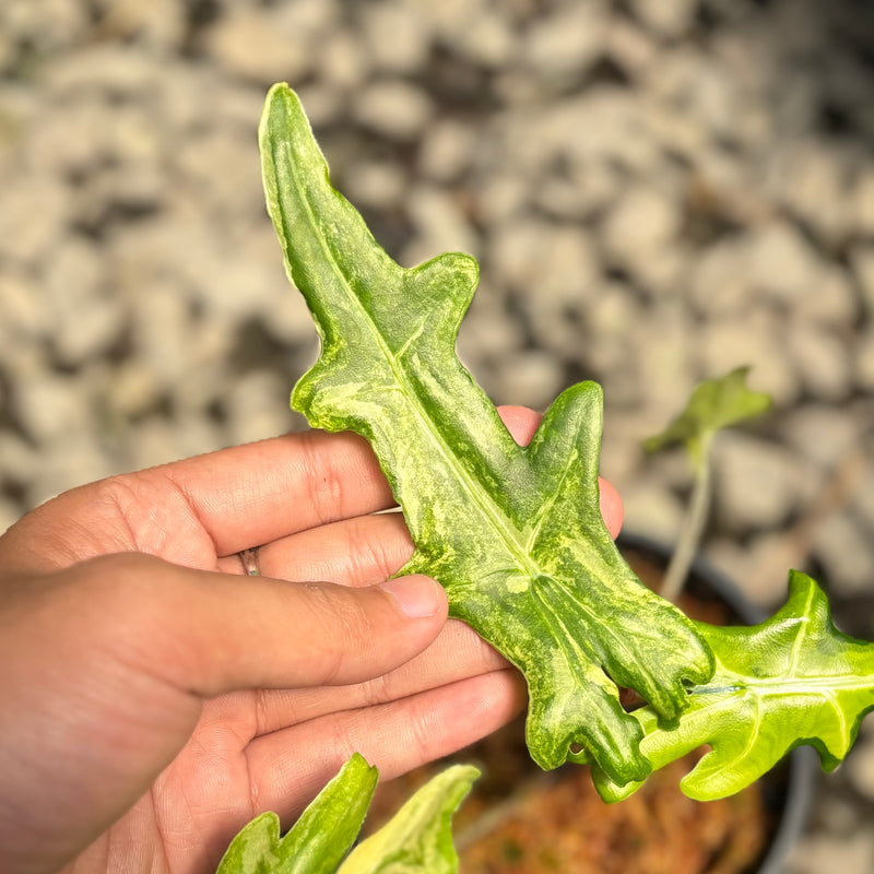 Alocasia portei aurea variegated