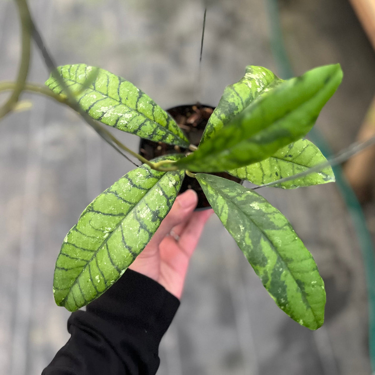 Hoya callistophylla 'Black Stone'