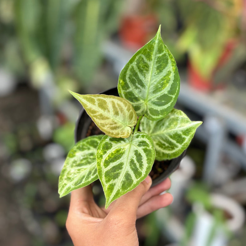 Anthurium dorayaki silver variegated