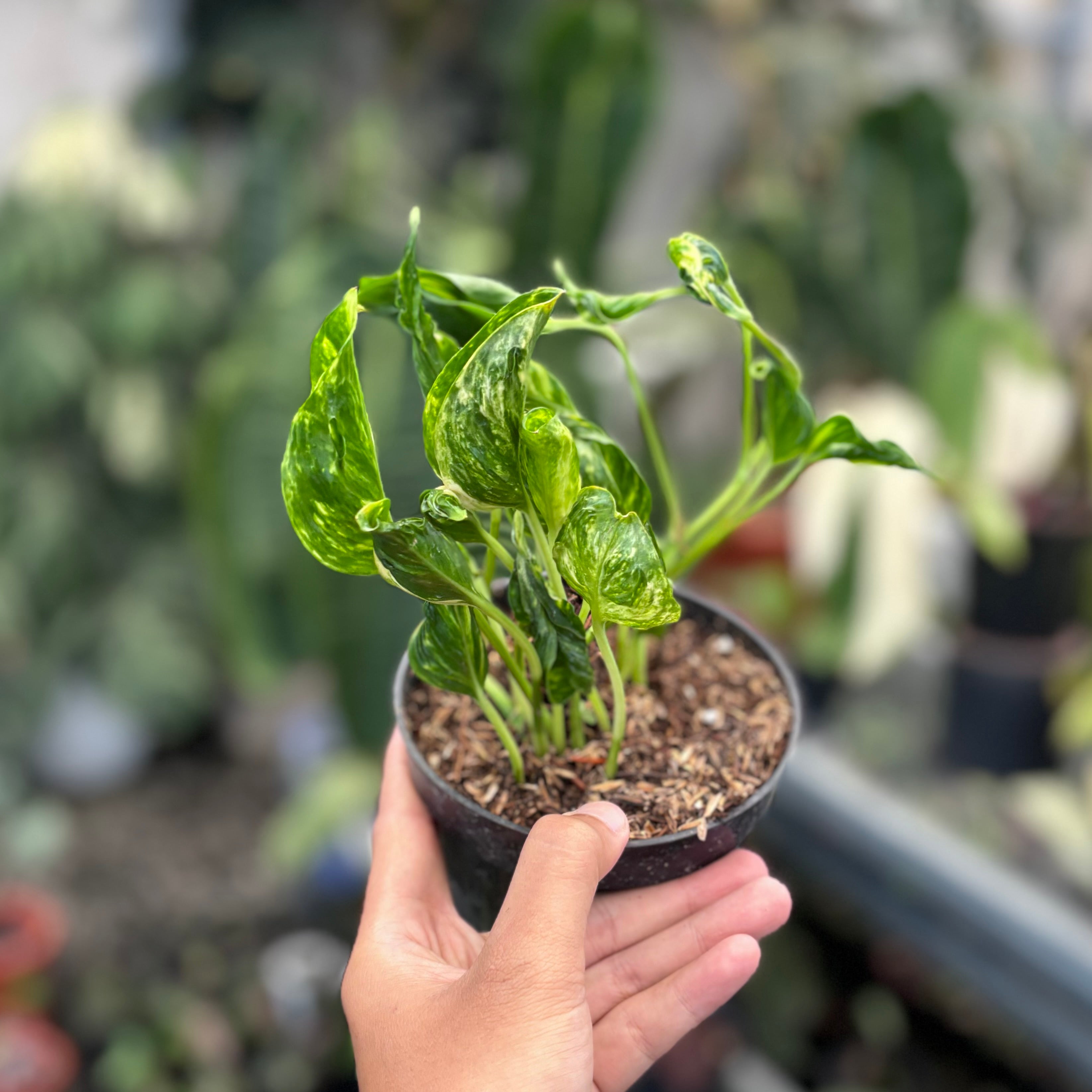 Epipremnum shangri la variegated