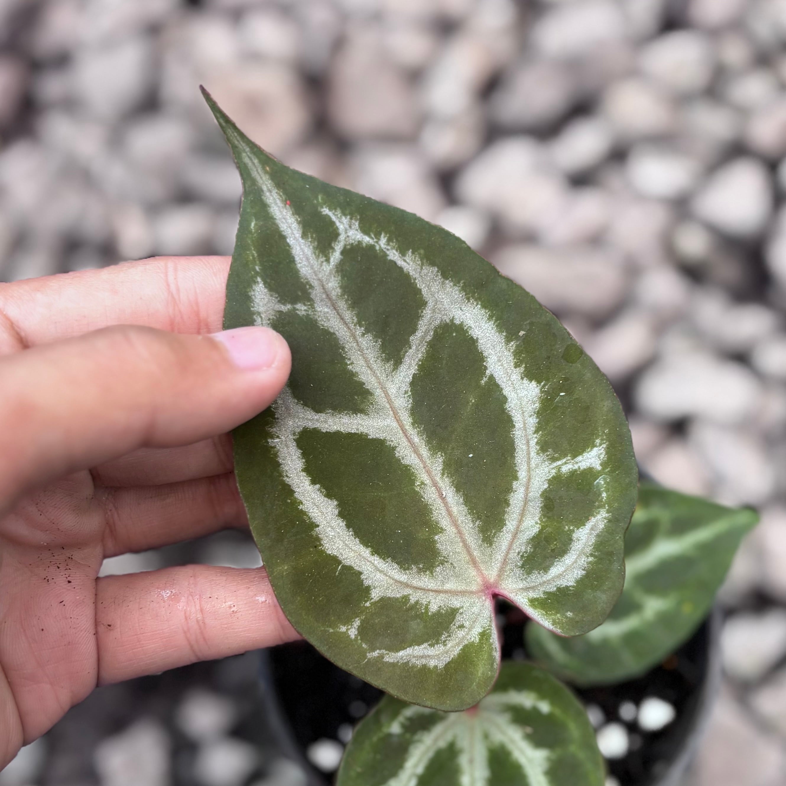 Anthurium HURC x Michelle