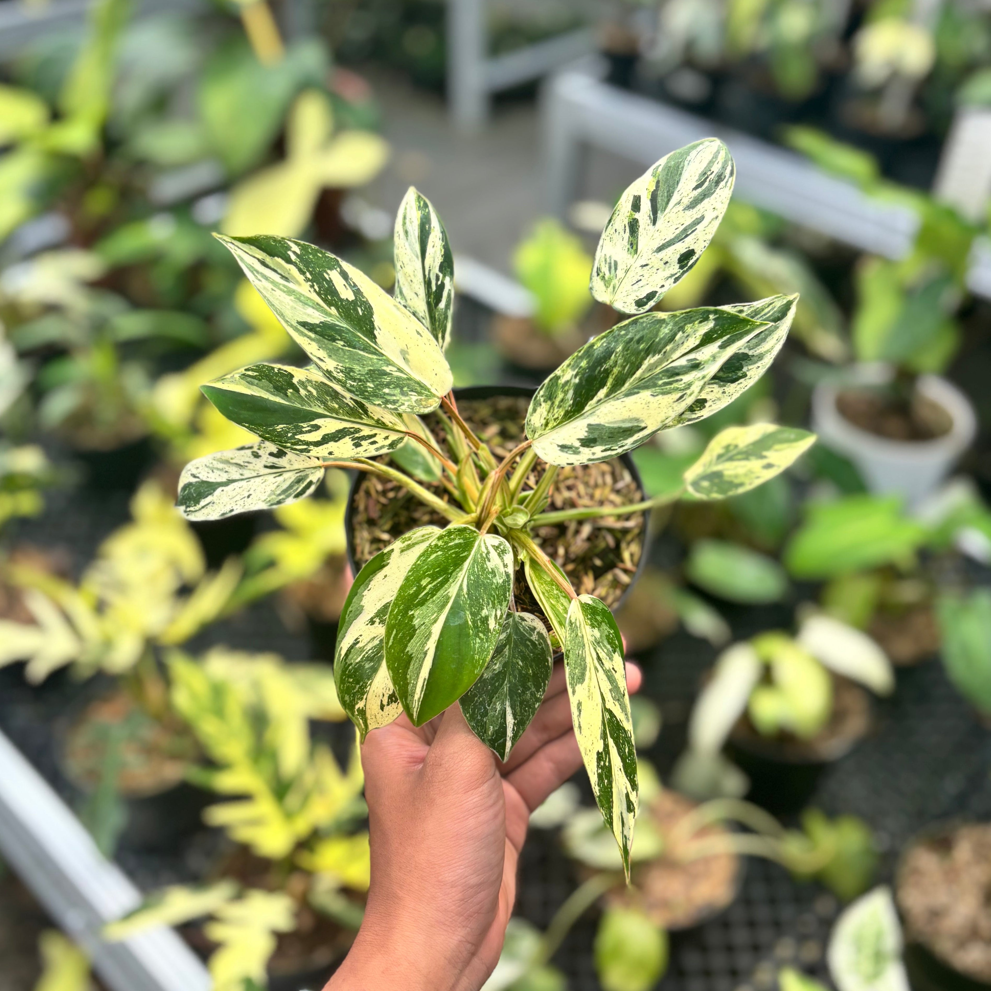 Philodendron Emerald Ice