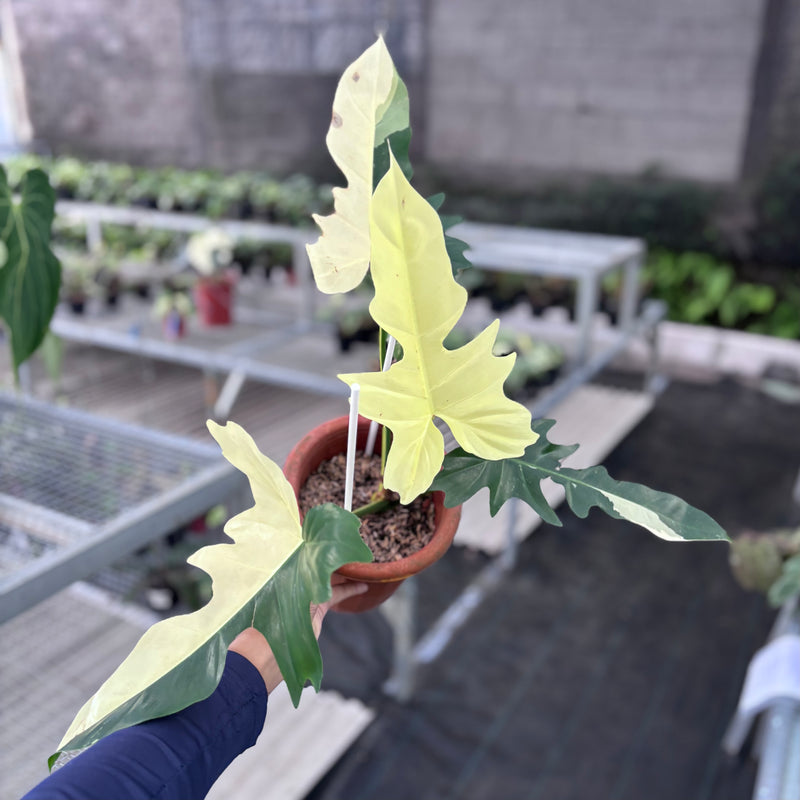 Philodendron golden dragon variegated