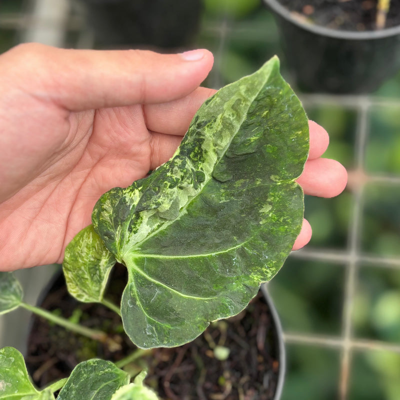 Anthurium forgetii variegated x papilaminum