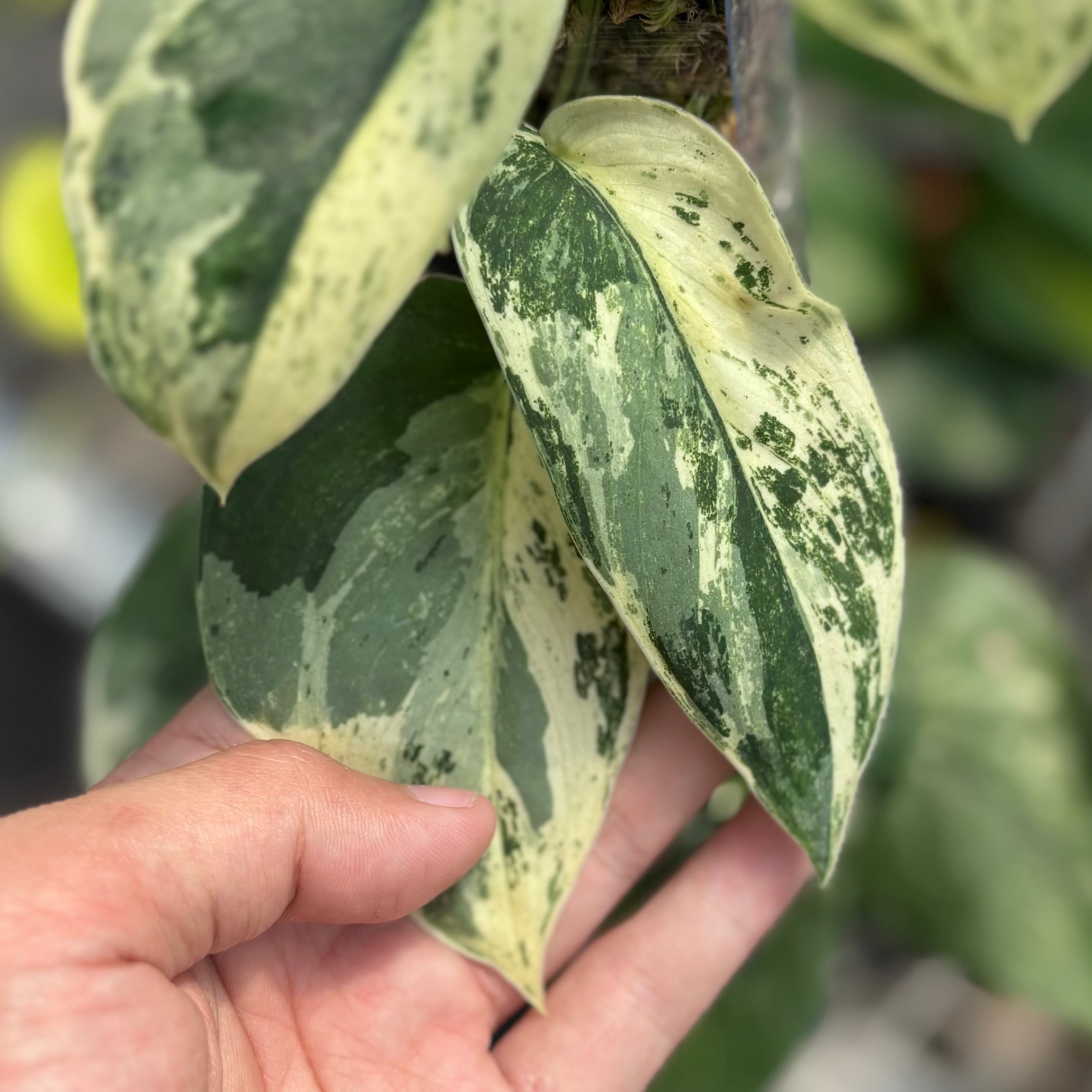 Scindapsus silver satin variegated  v1 - vining
