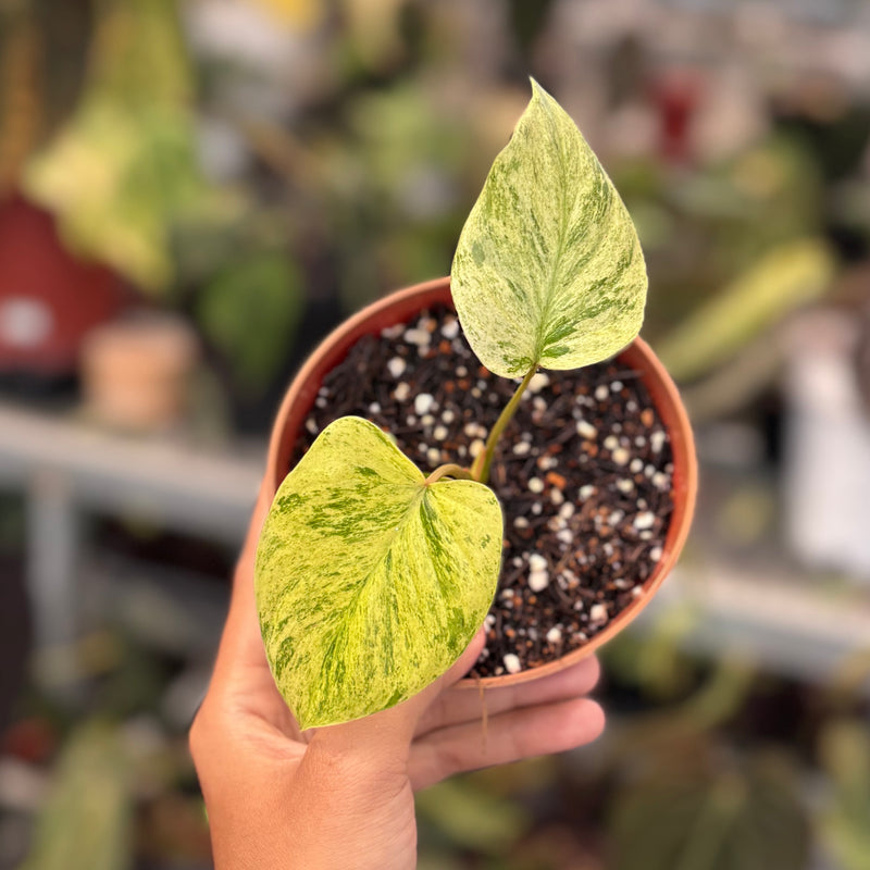 Homalomena pendula variegated