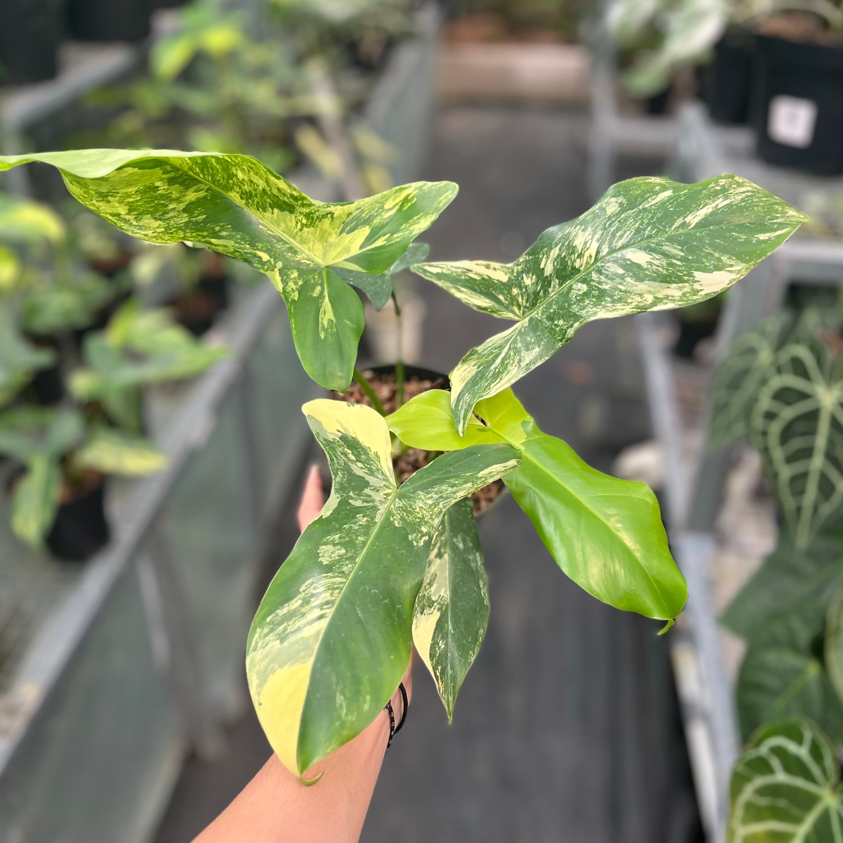 Philodendron paradise beauty (Florida beauty x Paraiso verde)