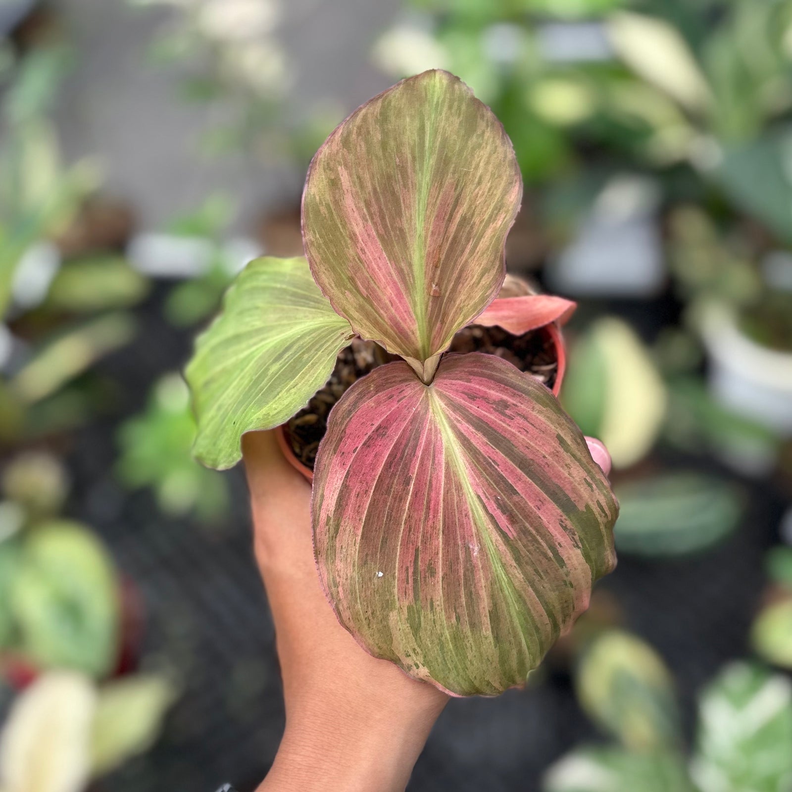 P.variegata 子株 Kaempferia pulchra variegated – Aroid Market