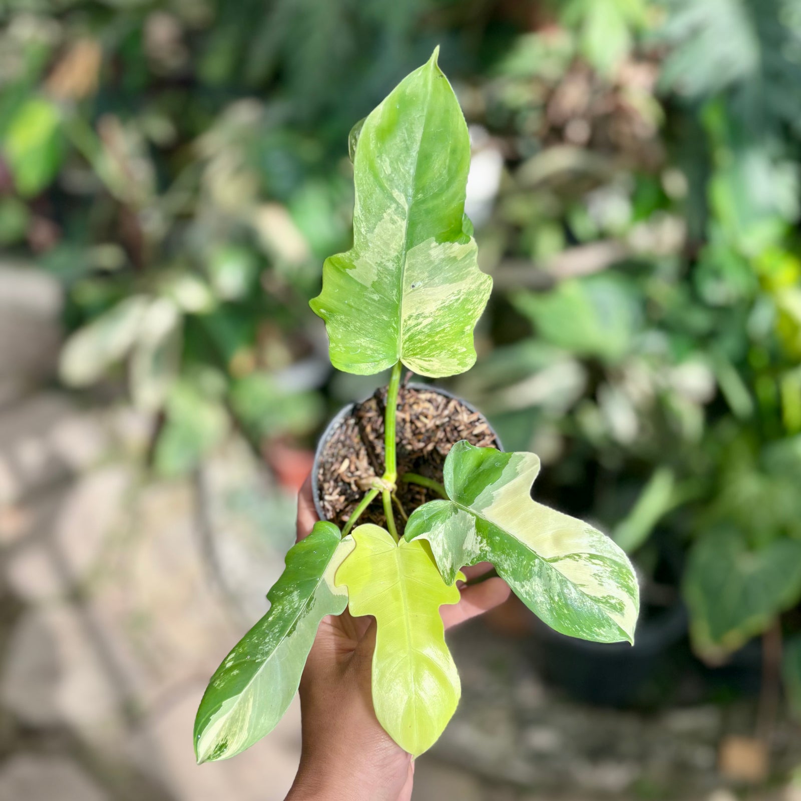 P. Radiatum x Florida Beauty x Mayoi② Philodendron (Florida Beauty x Mayoi) variegated - Thai