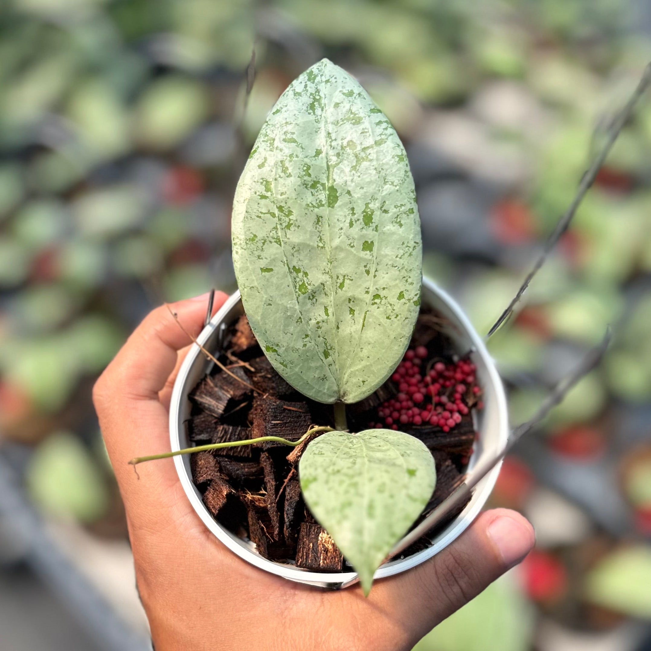 Hoya glabra borneo solver