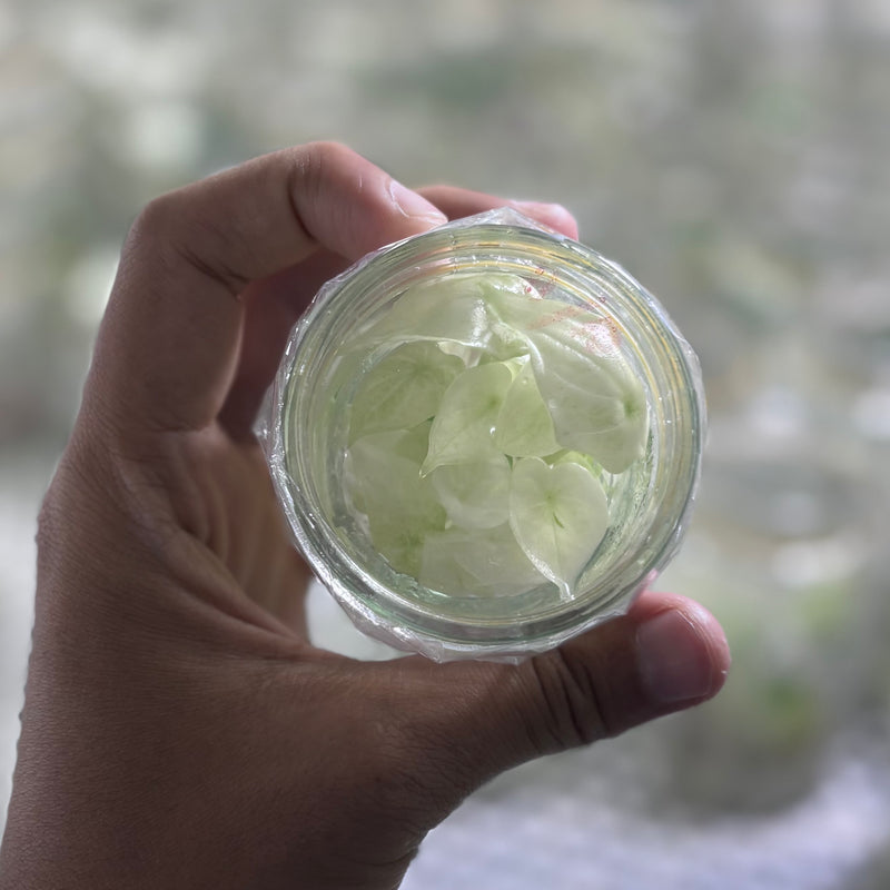 Alocasia dragon scale albo - Tissue culture