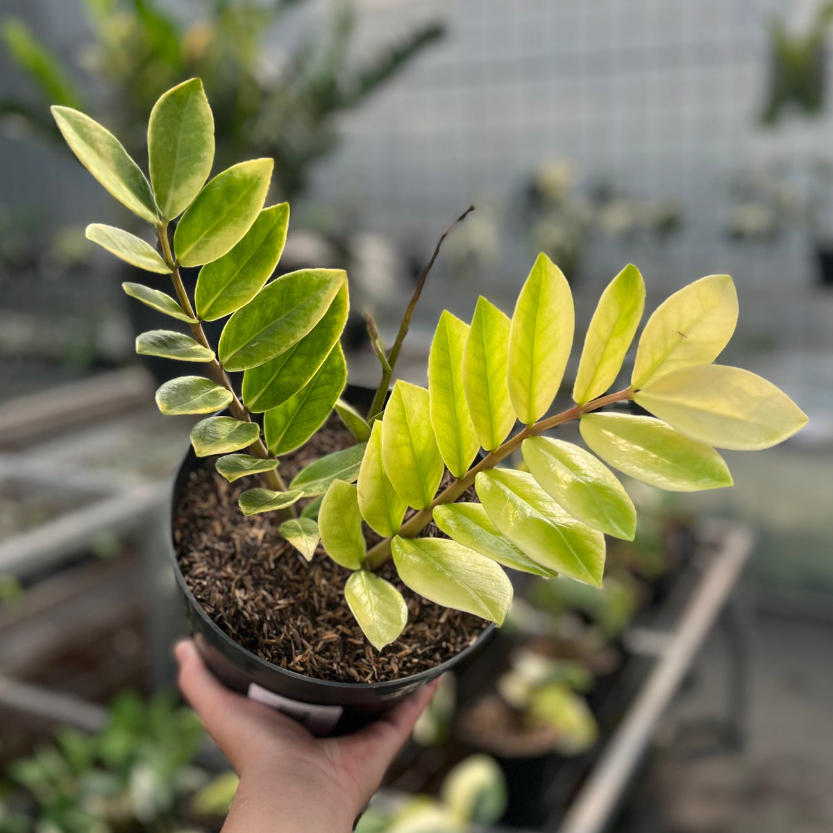 Zamioculcas zamiifolia snow frost variegated