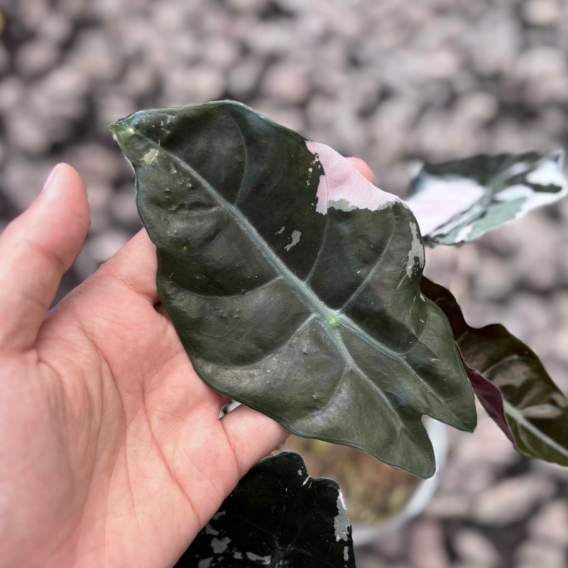 Alocasia chantrieri pink variegated