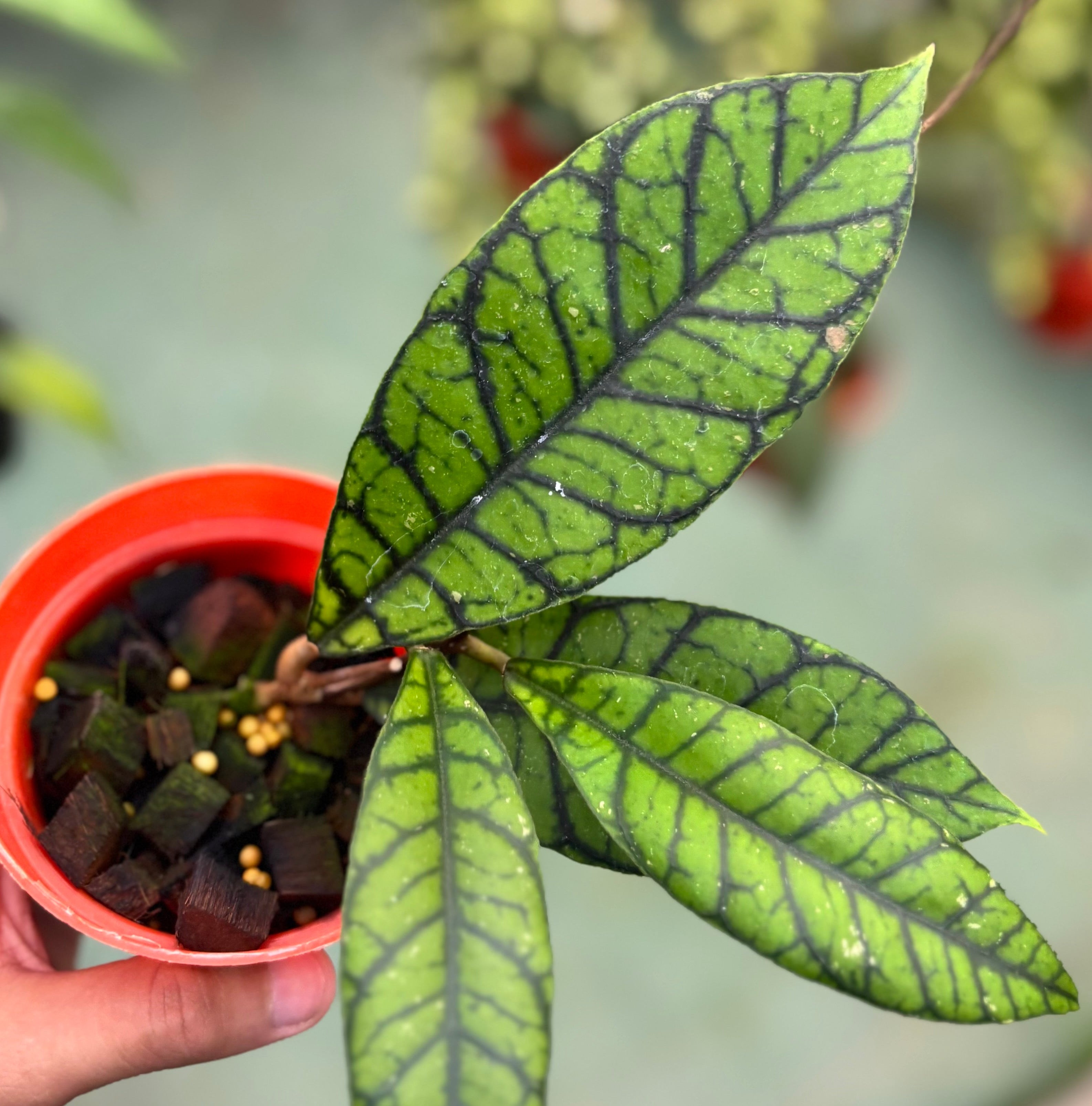 Hoya callistophylla zebra
