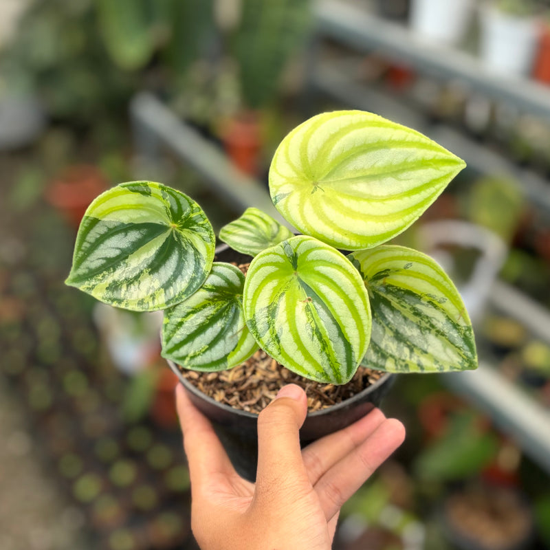 Peperomia watermelon variegated