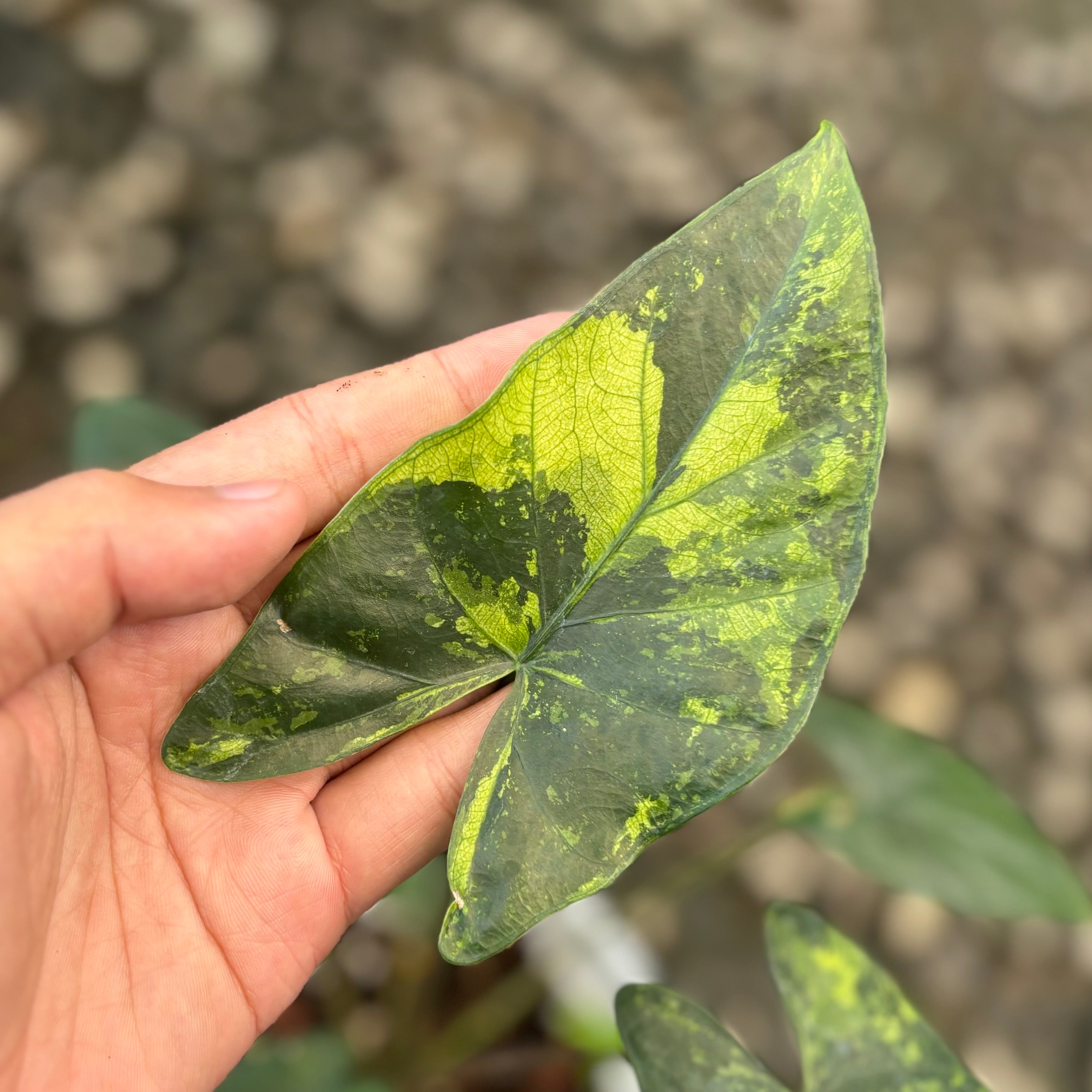 Alocasia flemingiana variegated