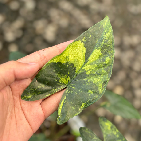 Alocasia flemingiana variegated