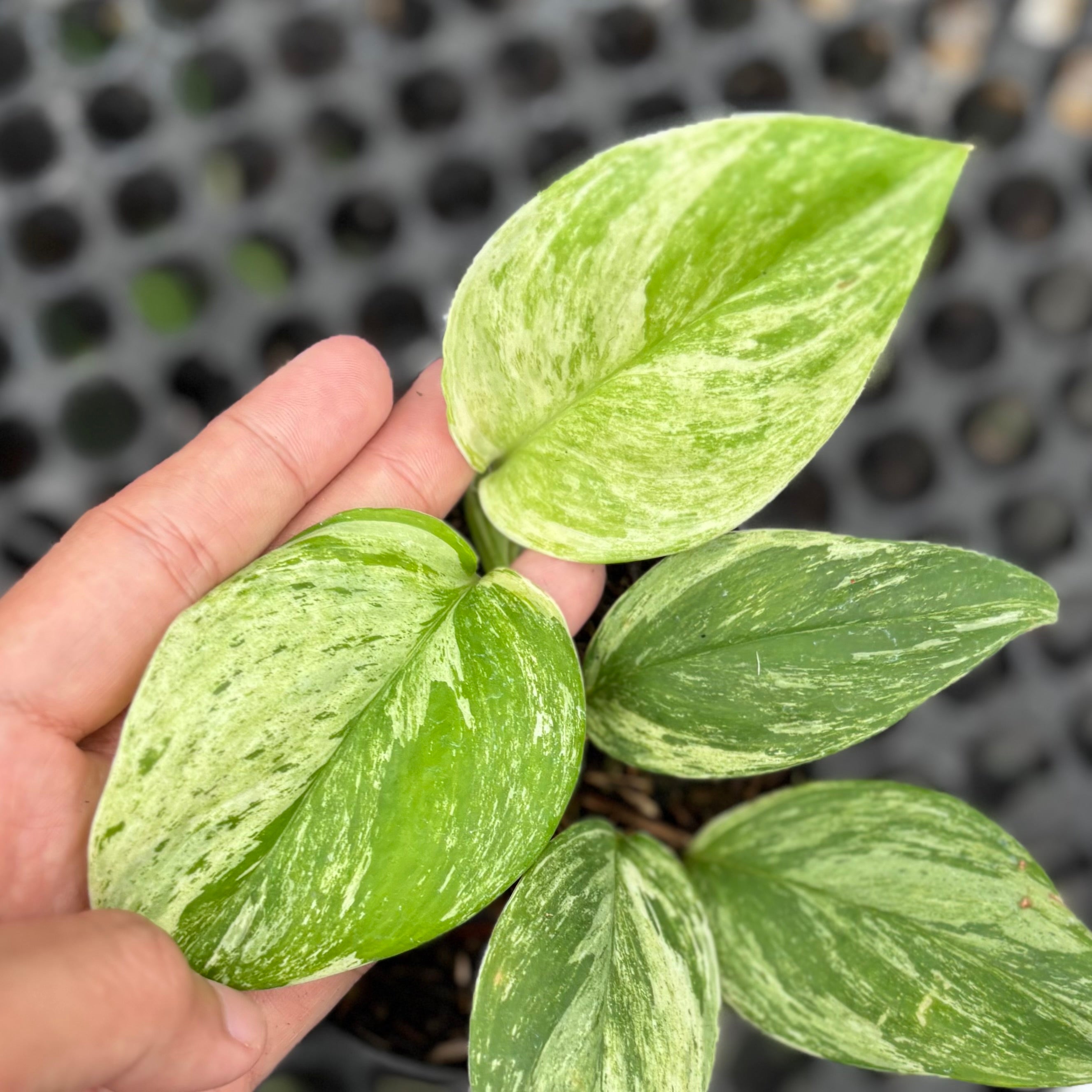 Scindapsus treubii mint aurea variegated