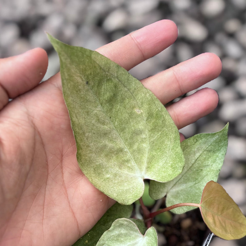 Anthurium blue goliath x papilillaminum NoiD