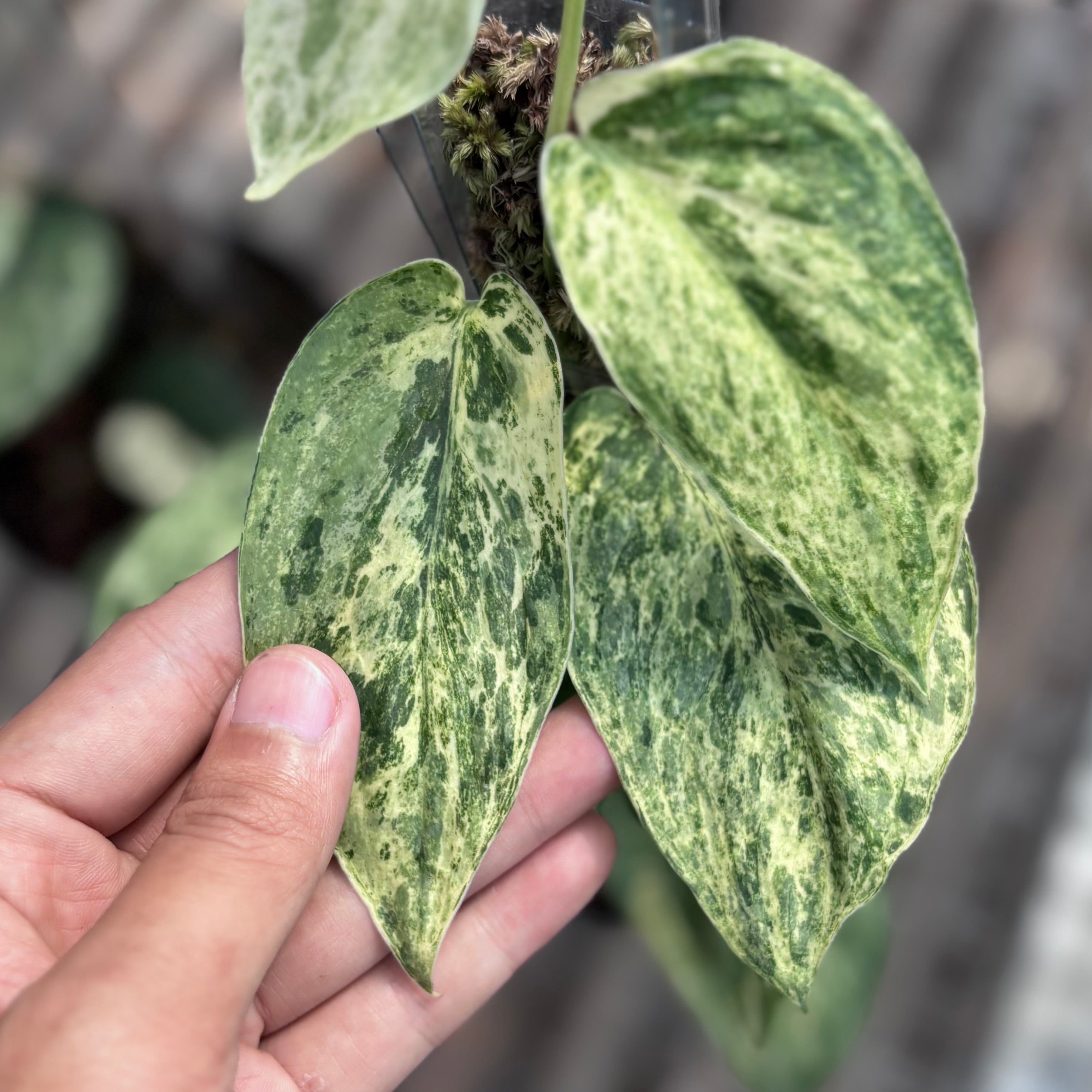 Scindapsus silver satin variegated  v2 - vining