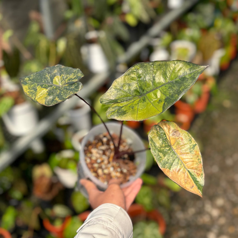 Alocasia yucatan golden aurea veriegated