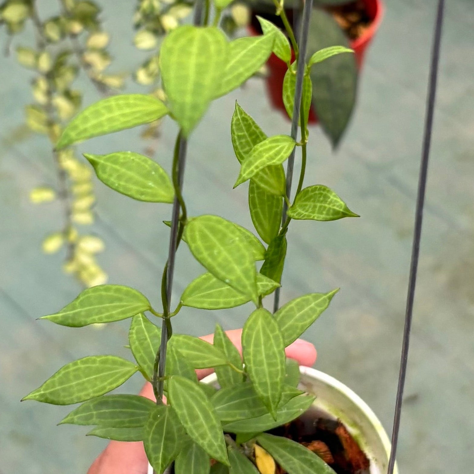 Hoya microdwarf