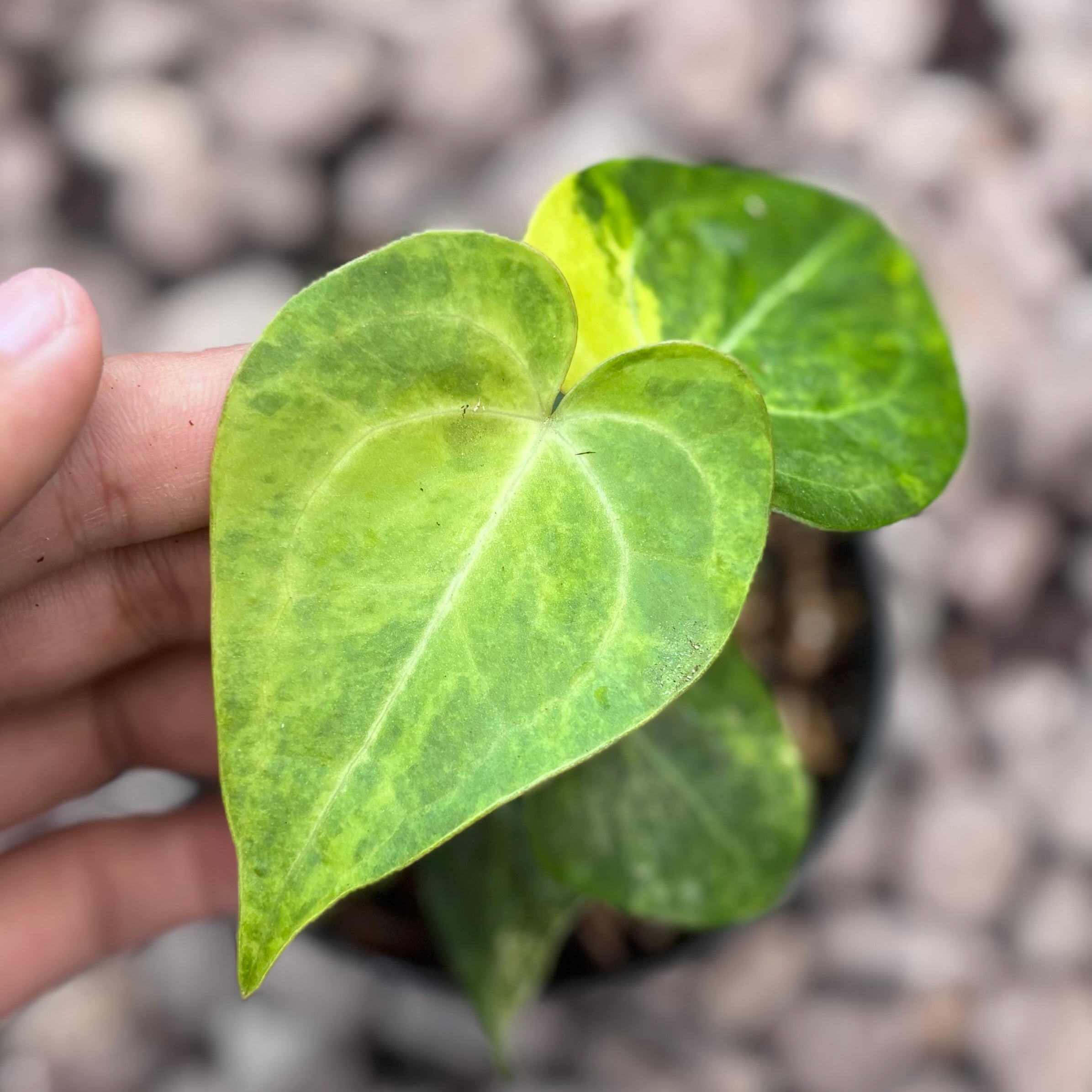 Anthurium clarinervium seedling variegated
