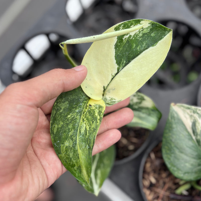 Scindapsus jadesatin albo variegated