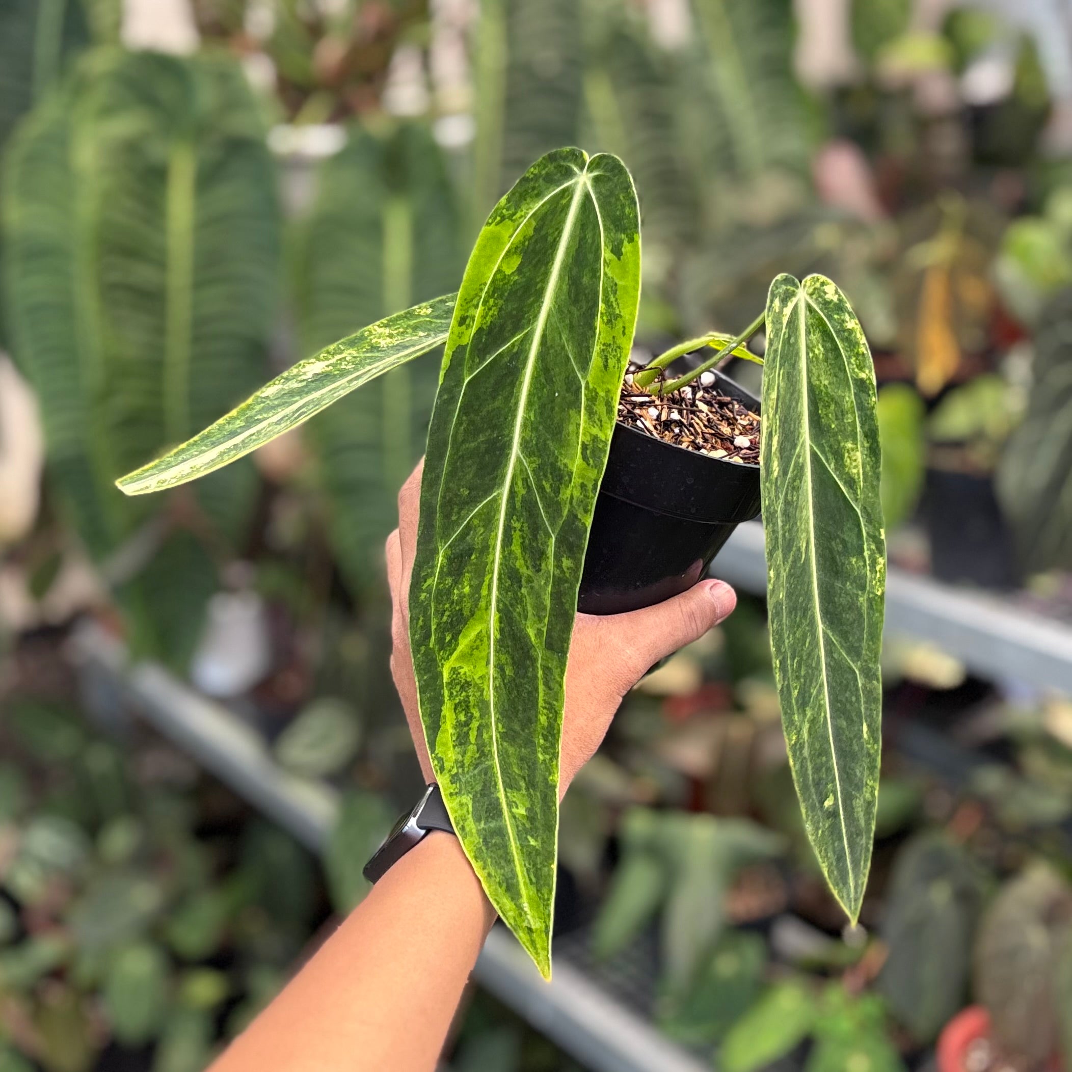 Anthurium warocqueanum dark form variegated
