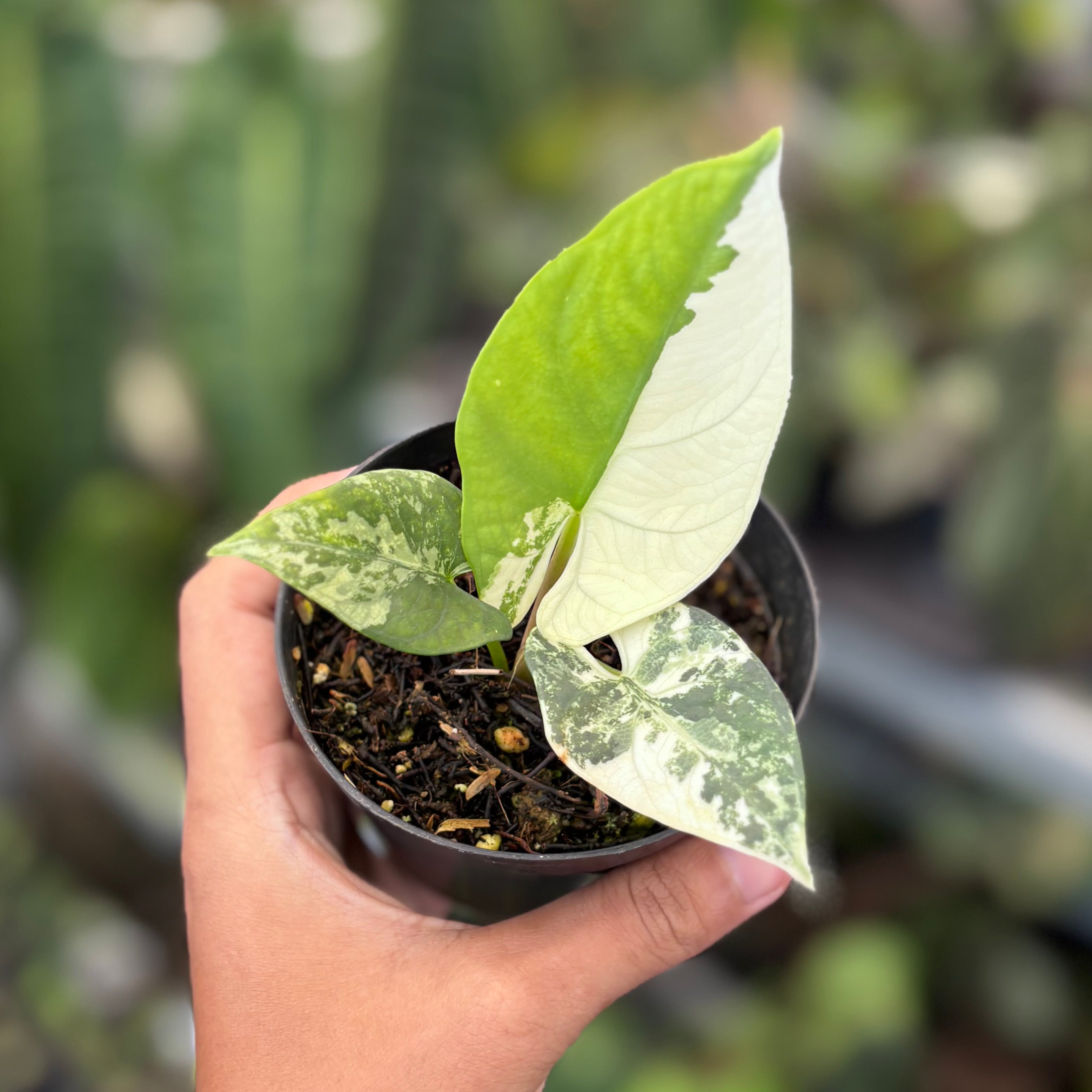 Alocasia scabriuscula variegated