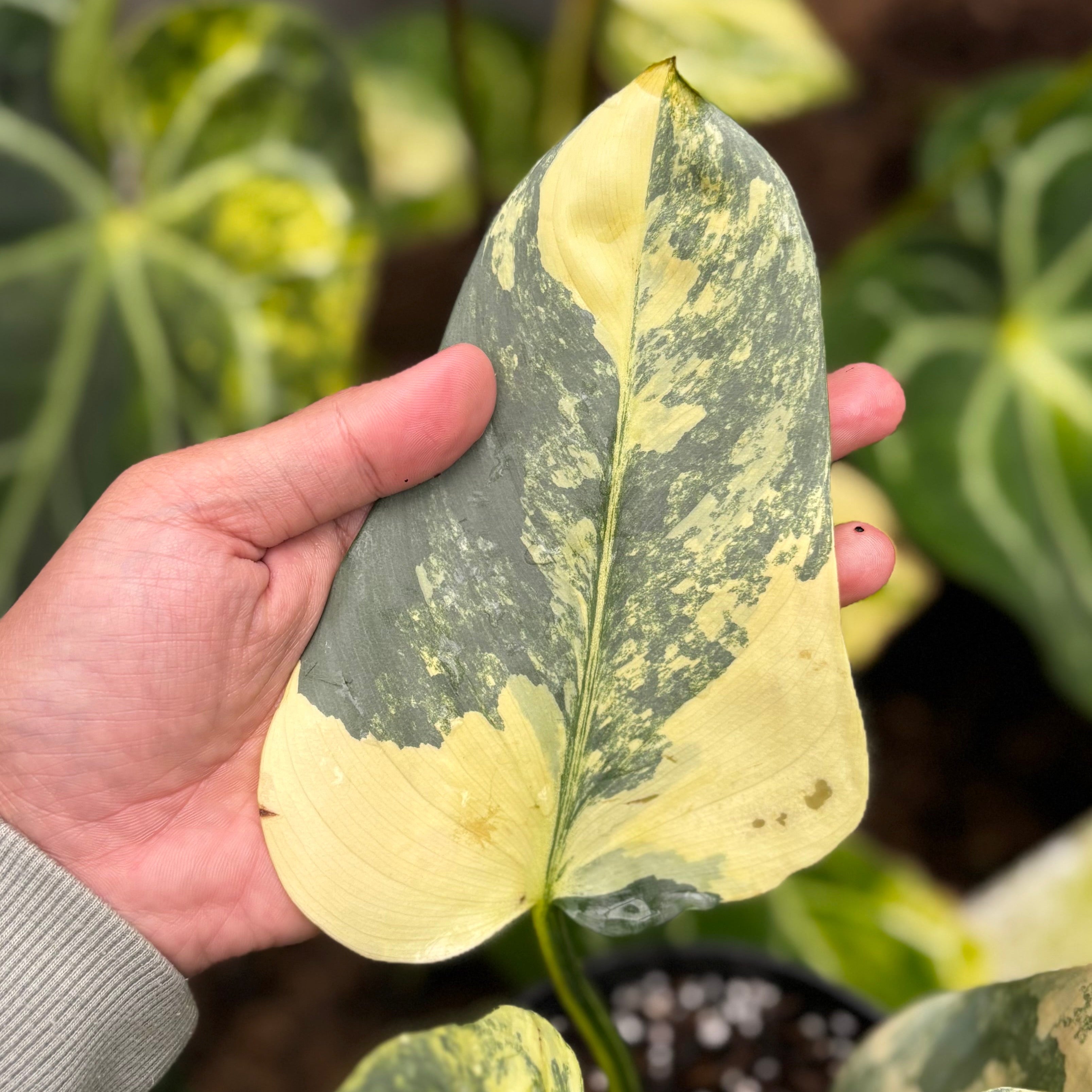 Philodendron Hastatum Silver Sword Variegated - Mature Size